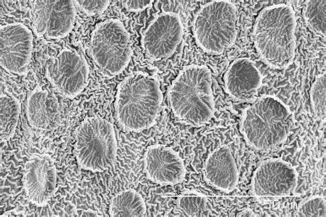 things under a microscope.